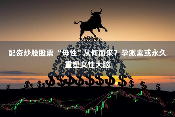 配资炒股股票 “母性”从何而来？孕激素或永久重塑女性大脑